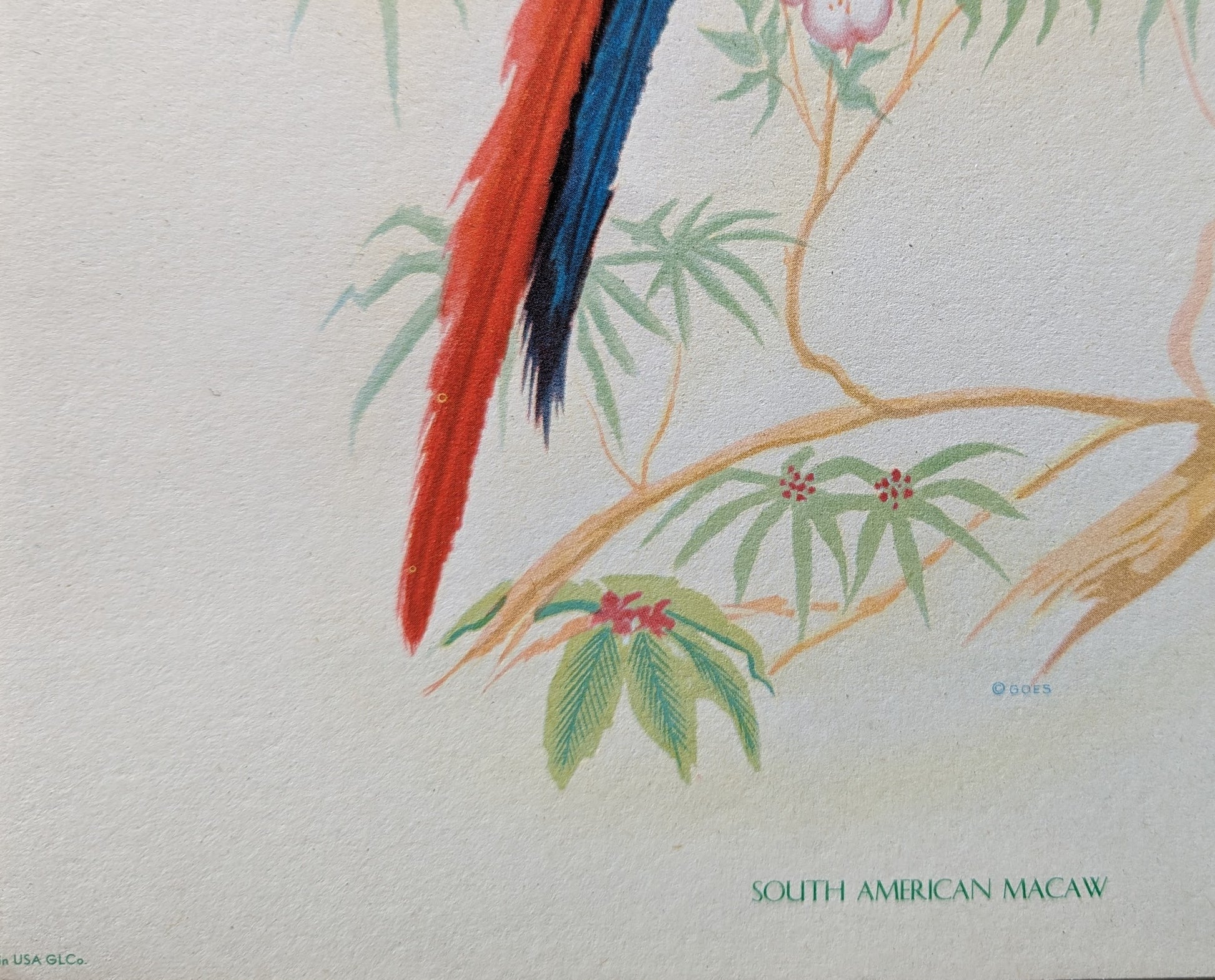 South American Macaw by Gould, original mint condition offset lithograph circa 1940 - Offset Lithograph - Pink Flamingos