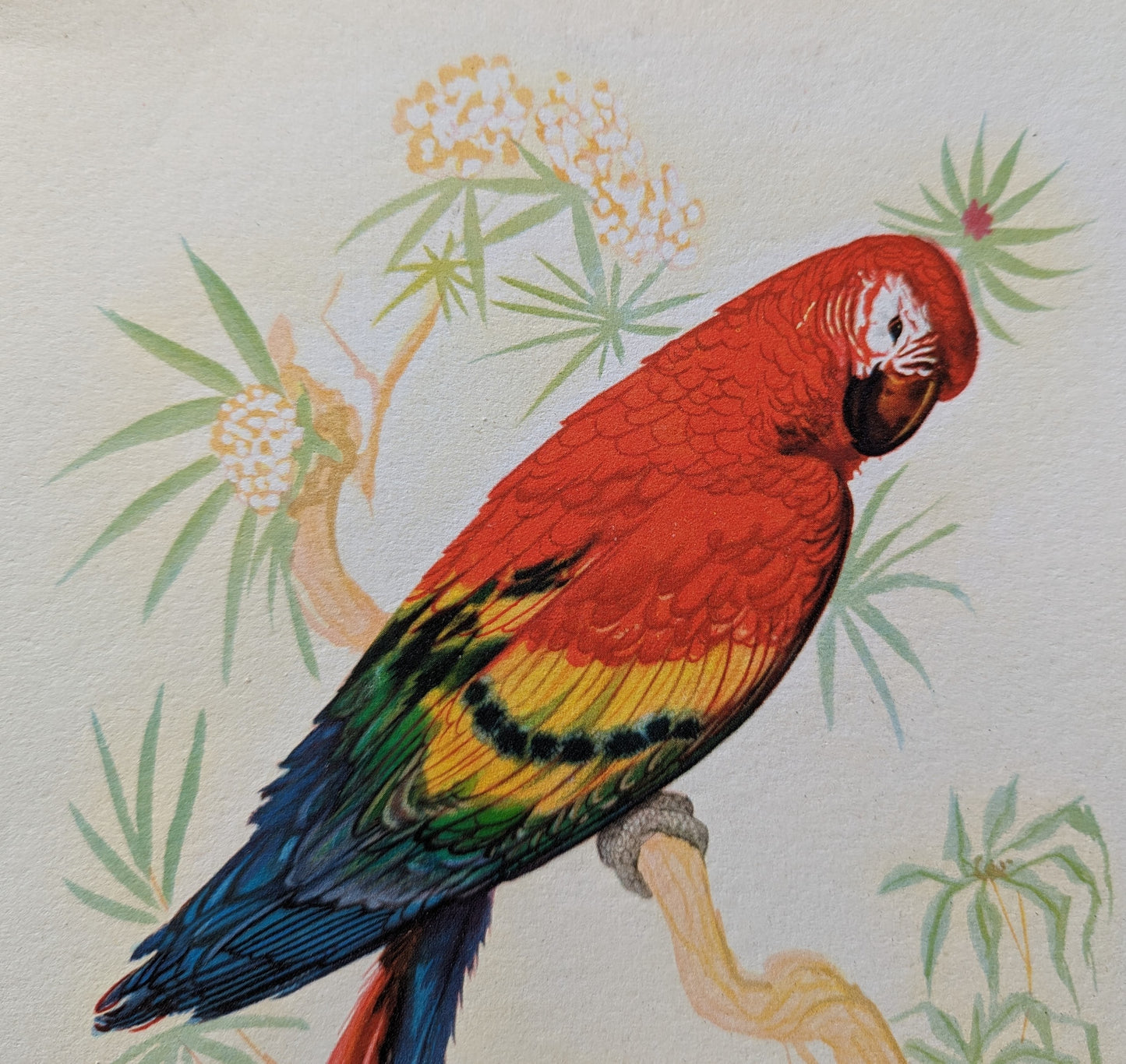 South American Macaw by Gould, original mint condition offset lithograph circa 1940 - Offset Lithograph - Pink Flamingos