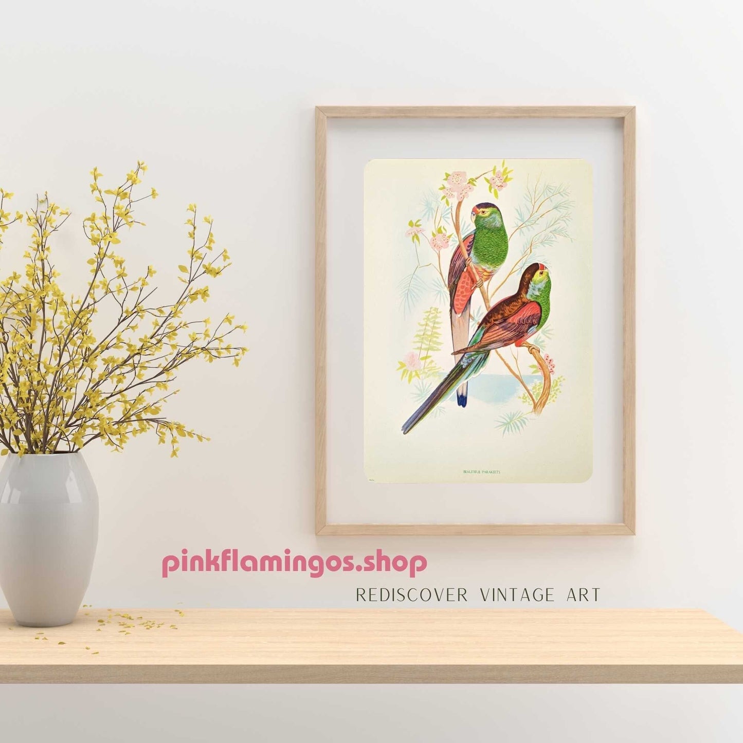 Beautiful Parakeets by Gould, original mint condition offset lithograph circa 1940 - Pink Flamingos