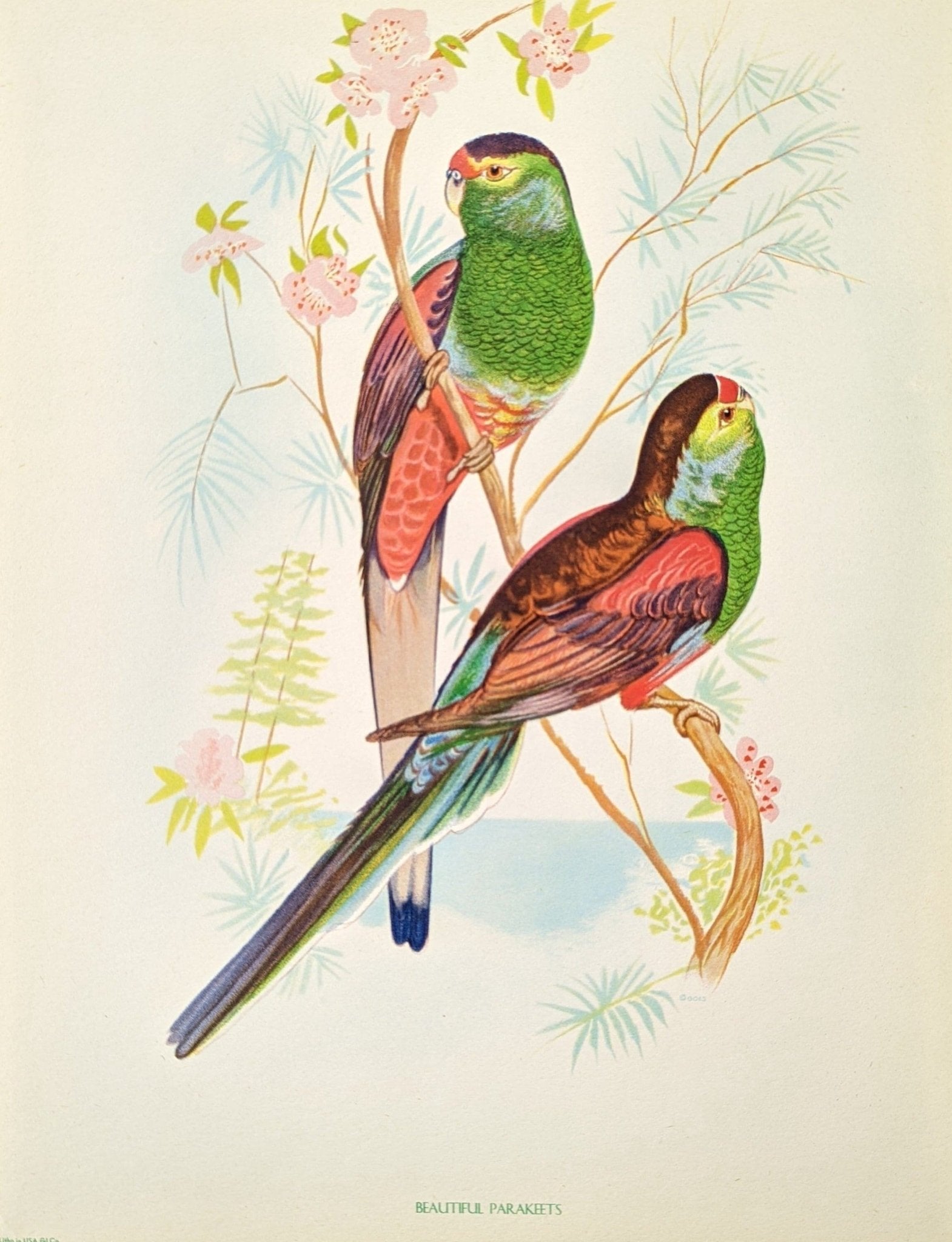 Beautiful Parakeets by Gould, original mint condition offset lithograph circa 1940 - Pink Flamingos