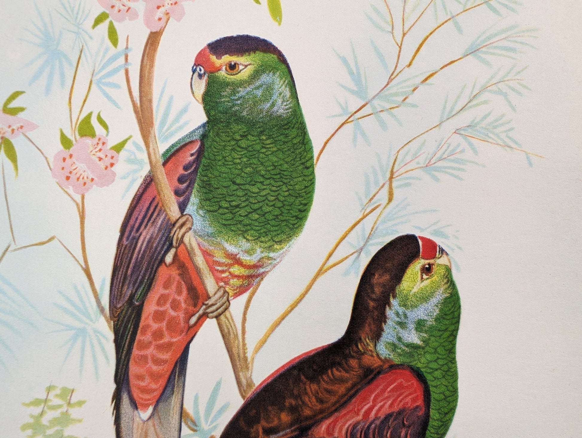 Beautiful Parakeets by Gould, original mint condition offset lithograph circa 1940 - Pink Flamingos