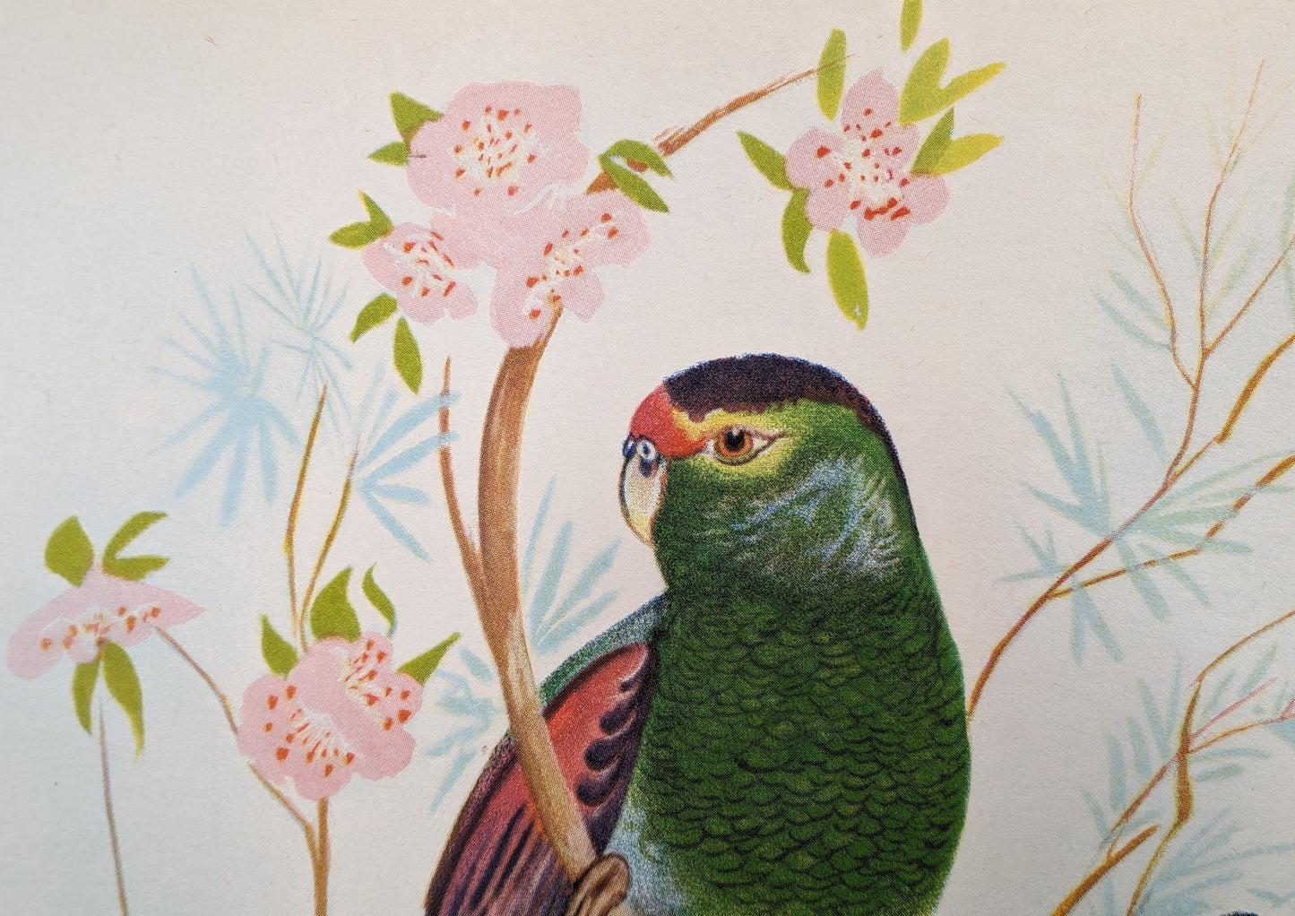 Beautiful Parakeets by Gould, original mint condition offset lithograph circa 1940 - Pink Flamingos