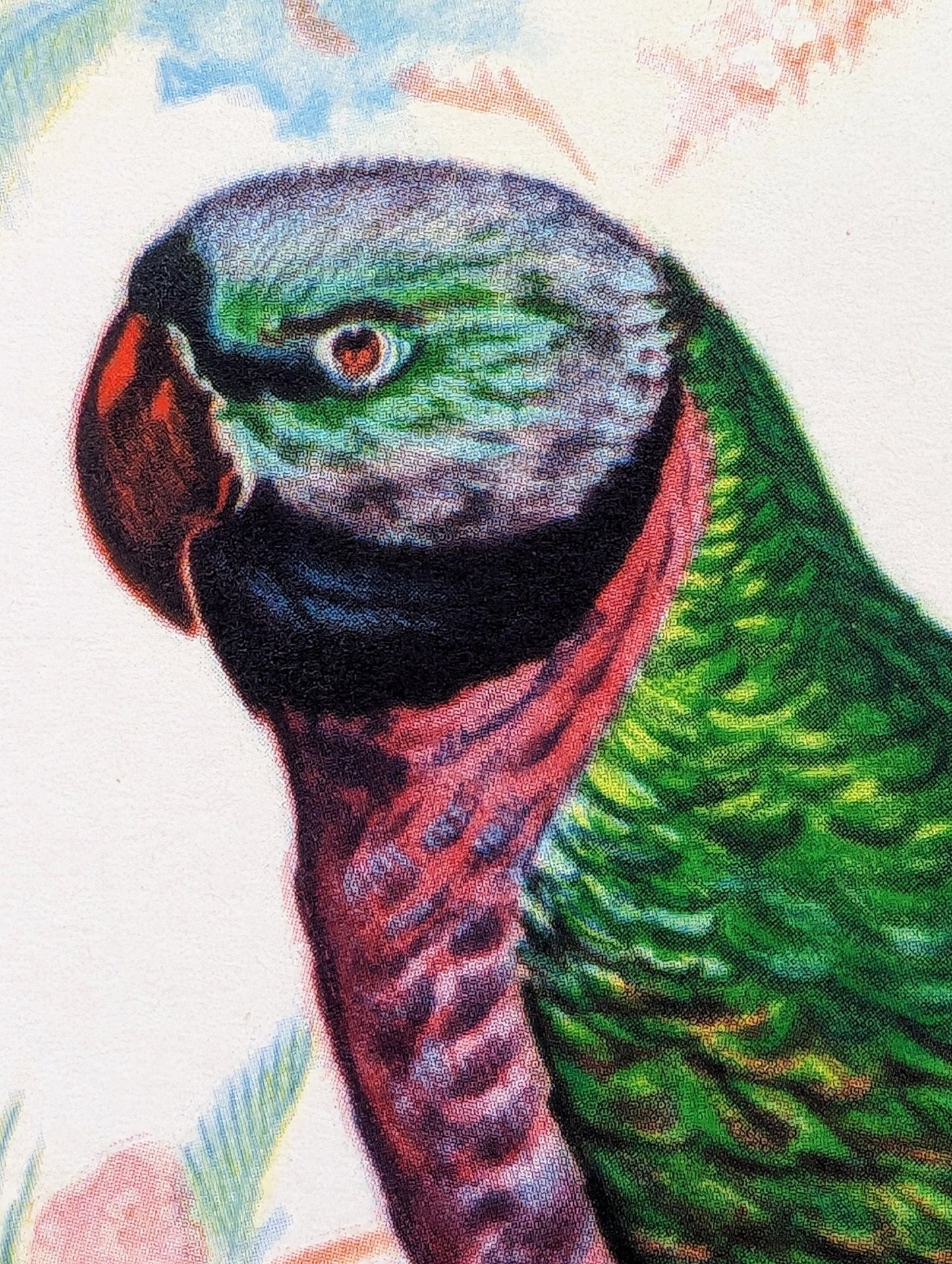 Earl of Derby Parakeet by Gould, original mint condition offset lithograph circa 1940 - Pink Flamingos