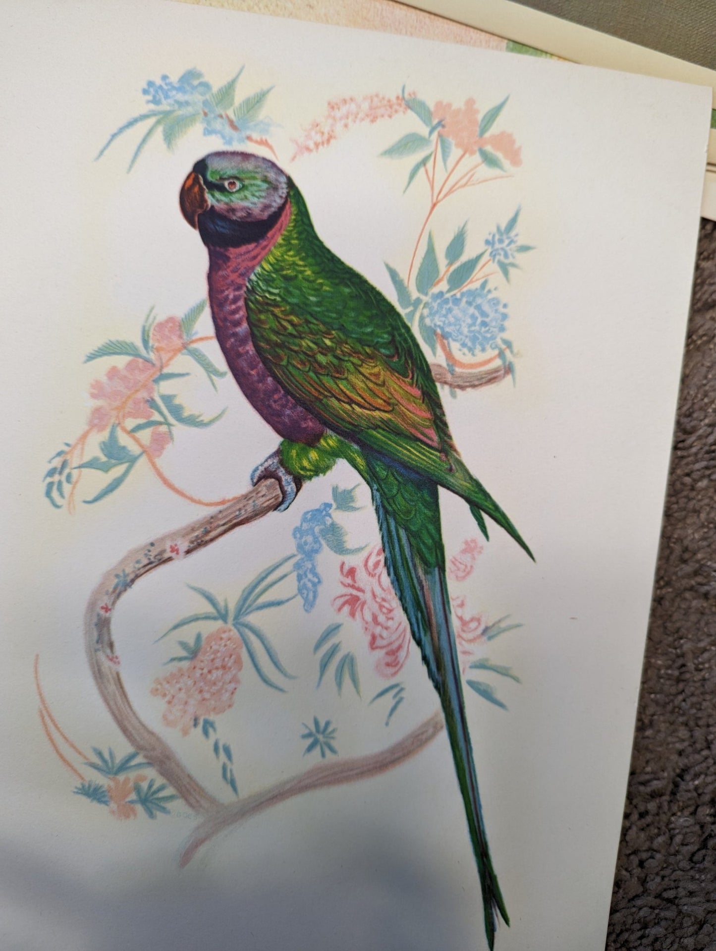 Earl of Derby Parakeet by Gould, original mint condition offset lithograph circa 1940 - Pink Flamingos