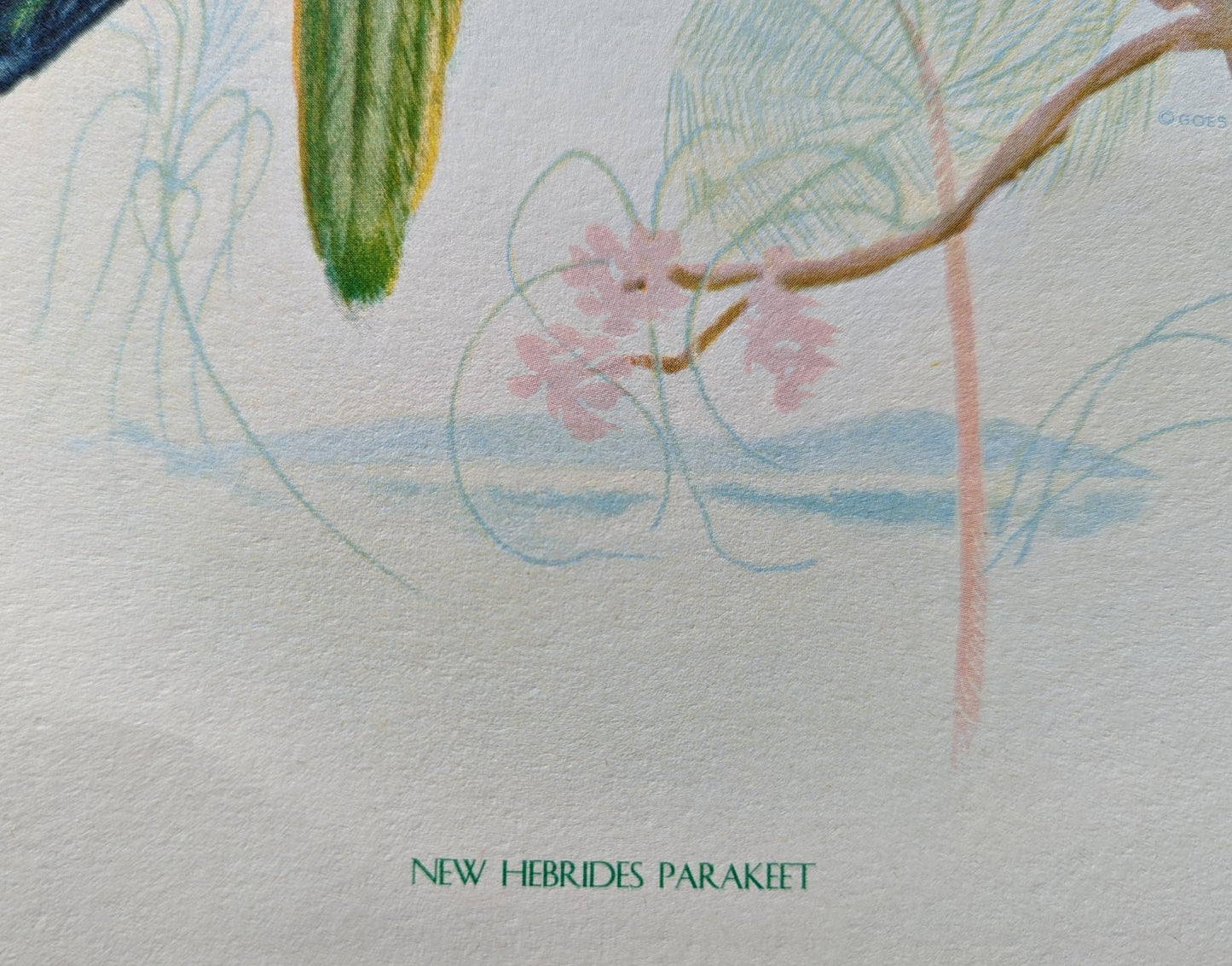 New Hebrides Parakeets by Gould, original mint condition offset lithograph circa 1940 - Pink Flamingos