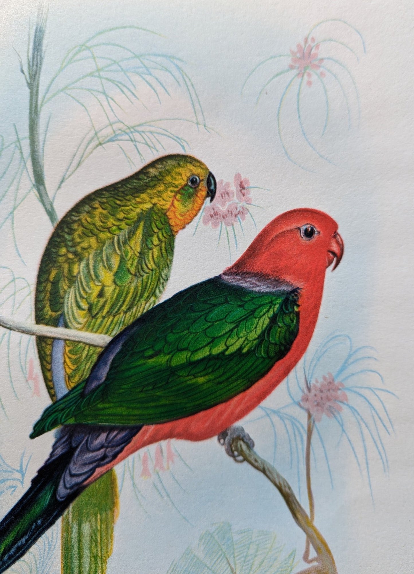 New Hebrides Parakeets by Gould, original mint condition offset lithograph circa 1940 - Pink Flamingos