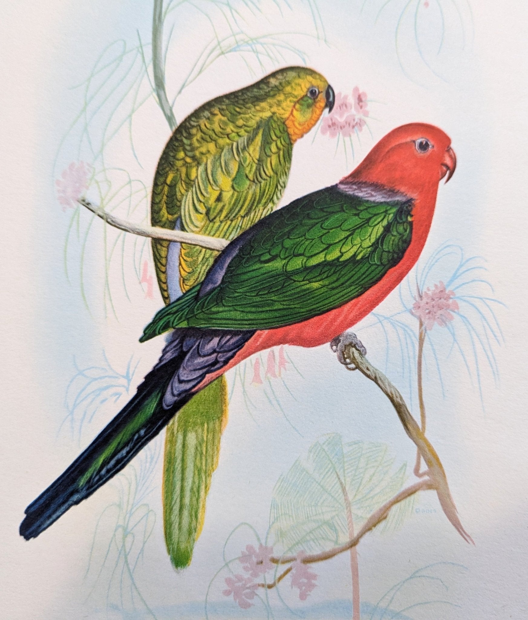 New Hebrides Parakeets by Gould, original mint condition offset lithograph circa 1940 - Pink Flamingos