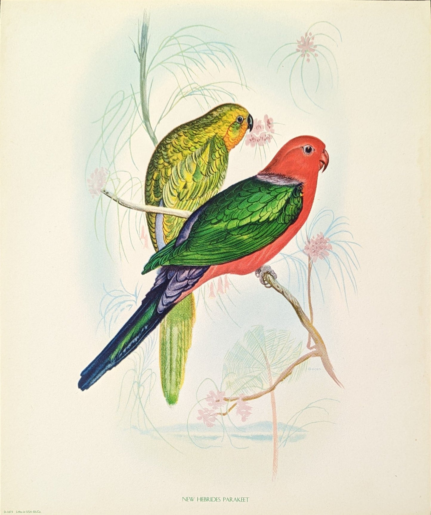 New Hebrides Parakeets by Gould, original mint condition offset lithograph circa 1940 - Pink Flamingos