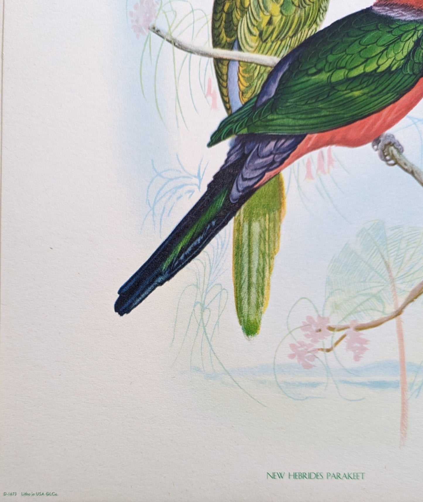 New Hebrides Parakeets by Gould, original mint condition offset lithograph circa 1940 - Pink Flamingos