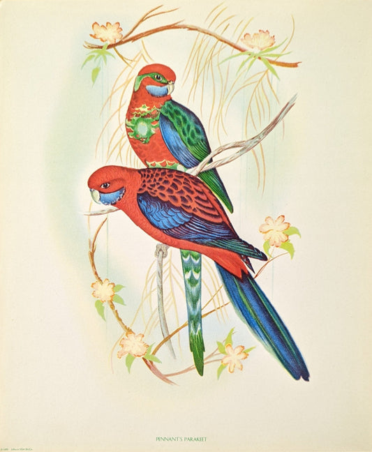 Pennant's Parakeets by Gould, original mint condition offset lithograph circa 1940 - Pink Flamingos