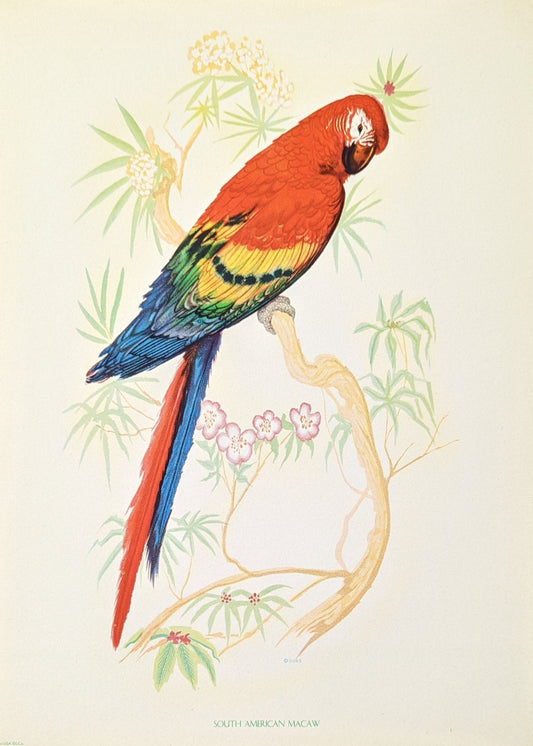 South American Macaw by Gould, original mint condition offset lithograph circa 1940 - Offset Lithograph - Pink Flamingos