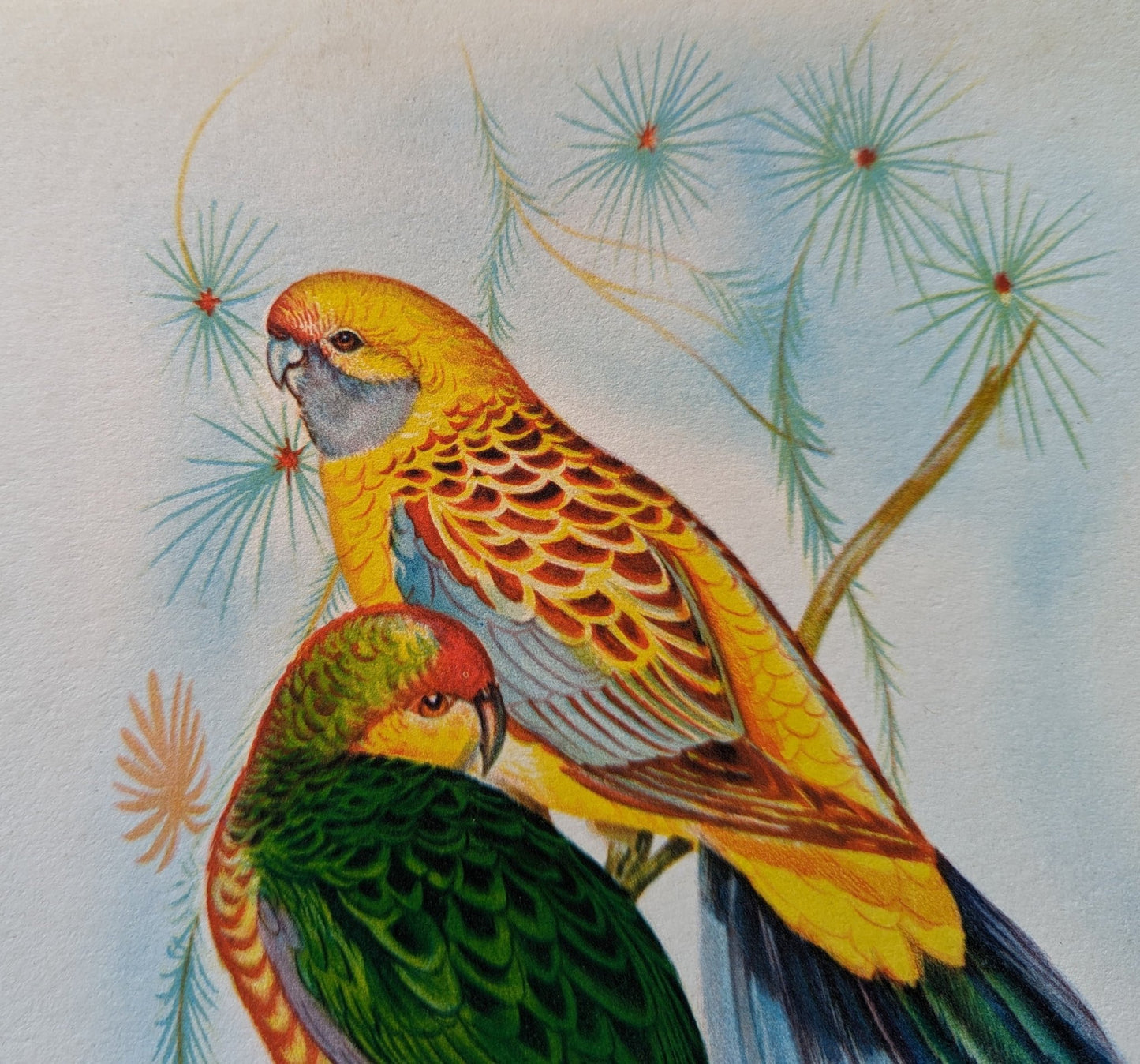 Yellow Rump Parakeet by Gould, original mint condition offset lithograph circa 1940 - Offset Lithograph - Pink Flamingos