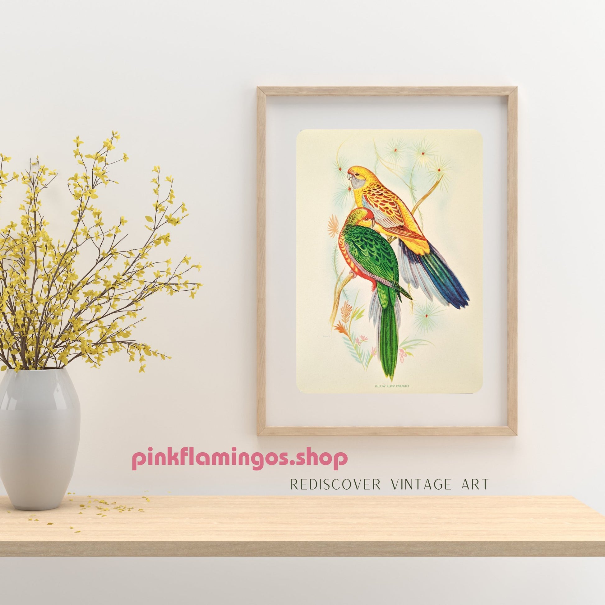 Yellow Rump Parakeet by Gould, original mint condition offset lithograph circa 1940 - Offset Lithograph - Pink Flamingos